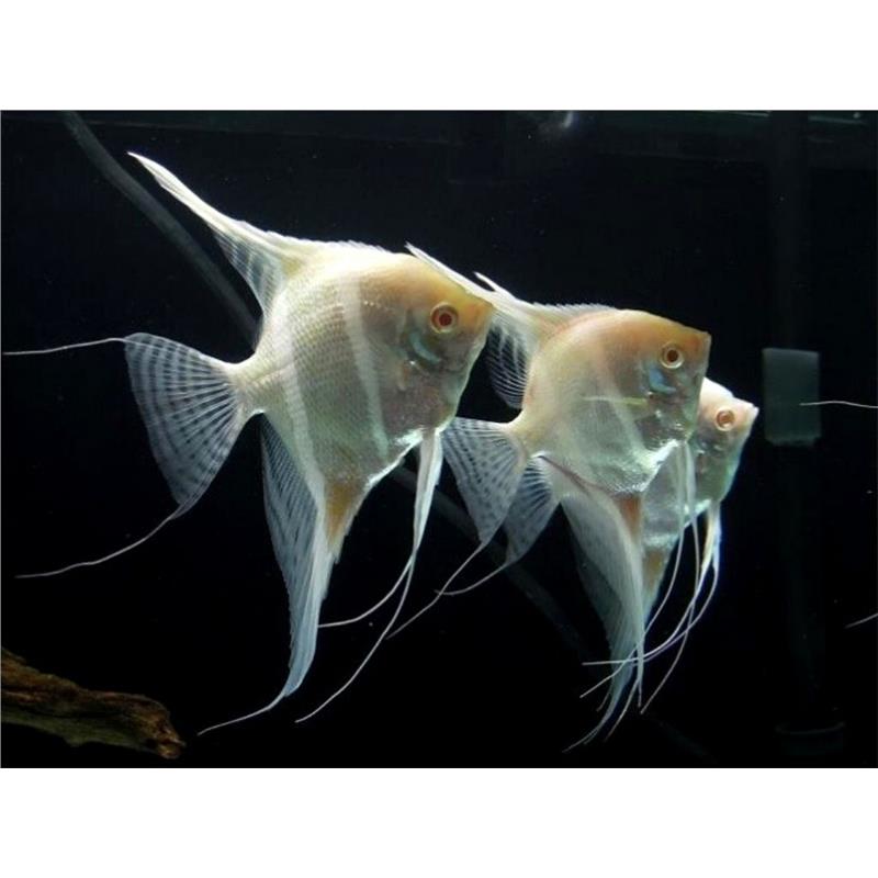 Pterophyllum scalare Rio Jappura Albino - imagine 3